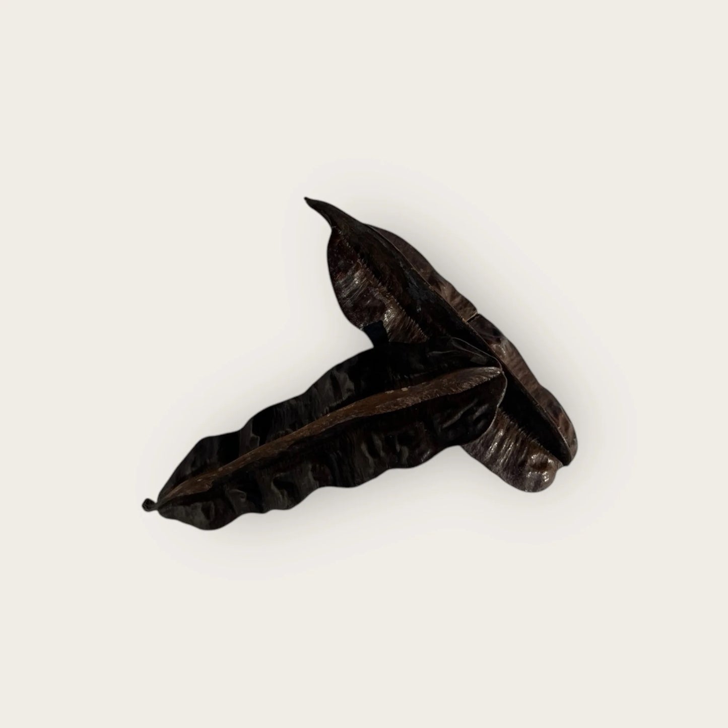 Fruit 4 Côtés – Tétrapleura Tétraptera (Ésèssè)